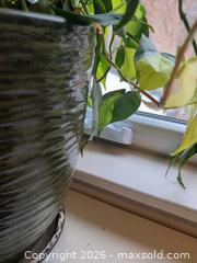 MaxSold Auction: Plant in Ceramic Pot B - Toronto (Ontario, Canada) Downsizing Online Auction - Kimbark Blvd 