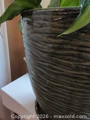 MaxSold Auction: Plant in Ceramic Pot B - Toronto (Ontario, Canada) Downsizing Online Auction - Kimbark Blvd 