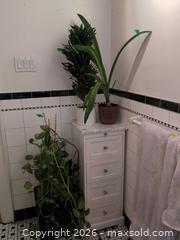 MaxSold Auction: Plants B - Toronto (Ontario, Canada) Downsizing Online Auction - Kimbark Blvd 