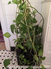 MaxSold Auction: Plants B - Toronto (Ontario, Canada) Downsizing Online Auction - Kimbark Blvd 