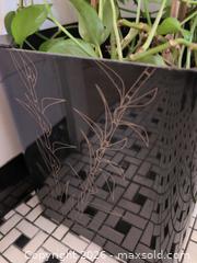 MaxSold Auction: Plants B - Toronto (Ontario, Canada) Downsizing Online Auction - Kimbark Blvd 