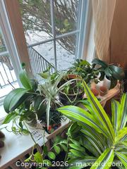 MaxSold Auction: Plants B  - Toronto (Ontario, Canada) Downsizing Online Auction - Kimbark Blvd 