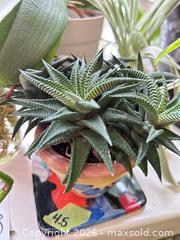 MaxSold Auction: Plants B  - Toronto (Ontario, Canada) Downsizing Online Auction - Kimbark Blvd 