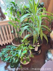 MaxSold Auction: Plants B  - Toronto (Ontario, Canada) Downsizing Online Auction - Kimbark Blvd 