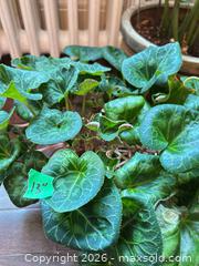 MaxSold Auction: Plants B  - Toronto (Ontario, Canada) Downsizing Online Auction - Kimbark Blvd 