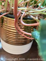 MaxSold Auction: Plants B  - Toronto (Ontario, Canada) Downsizing Online Auction - Kimbark Blvd 