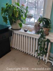 MaxSold Auction: Plants, Seashells, Sea Glass and Painted Rock B - Toronto (Ontario, Canada) Downsizing Online Auction - Kimbark Blvd 