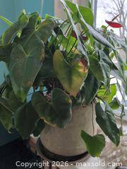 MaxSold Auction: Plants, Seashells, Sea Glass and Painted Rock B - Toronto (Ontario, Canada) Downsizing Online Auction - Kimbark Blvd 