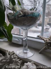 MaxSold Auction: Plants, Seashells, Sea Glass and Painted Rock B - Toronto (Ontario, Canada) Downsizing Online Auction - Kimbark Blvd 