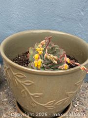 MaxSold Auction: Tan Pot with flowering Succulents  - Daly City (California, USA) SELLER MANAGED Estate Sale Online Auction - Lake Vista Avenue