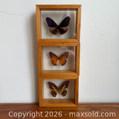 MaxSold Auction: Vintage Taxidermy Butterflies, Framed  - Toronto (Ontario, Canada) SELLER MANAGED Reseller Online Auction -  Crouse Road (STORAGE)