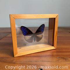 MaxSold Auction: Vintage Taxidermy Butterflies, Framed  - Toronto (Ontario, Canada) SELLER MANAGED Reseller Online Auction -  Crouse Road (STORAGE)