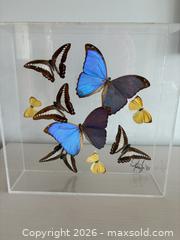 MaxSold Auction: Butterflies Display cases - Ottawa (Dunrobin) (Ontario, Canada) SELLER MANAGED Downsizing Online Auction - Greenland Road