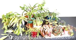 MaxSold Auction: Mixed Small Houseplant Lot with Assorted Pots (5-9) - Ottawa (Ontario, Canada) PARTNER MANAGED Downsizing Online Auction - Closse Way