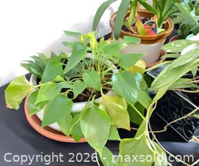MaxSold Auction: Mixed Small Houseplant Lot with Assorted Pots (5-9) - Ottawa (Ontario, Canada) PARTNER MANAGED Downsizing Online Auction - Closse Way
