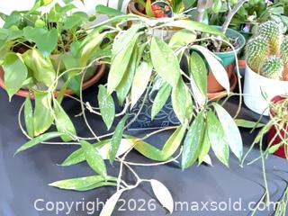 MaxSold Auction: Mixed Small Houseplant Lot with Assorted Pots (5-9) - Ottawa (Ontario, Canada) PARTNER MANAGED Downsizing Online Auction - Closse Way