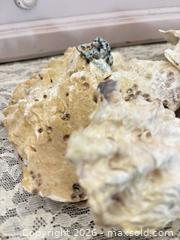 MaxSold Auction: Medium Oyster Shells, Pack of 5 - Gull Lake (Alberta, Canada) SELLER MANAGED Reseller Online Auction - Stuart Avenue