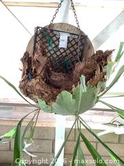 MaxSold Auction: Staghorn (Platycerium) Mounted Live Plant, 23 x 40" - Carson (California, USA) PARTNER MANAGED Estate Sale Online Auction -  South Perry Street