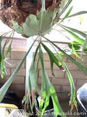 MaxSold Auction: Staghorn (Platycerium) Mounted Live Plant, 23 x 40" - Carson (California, USA) PARTNER MANAGED Estate Sale Online Auction -  South Perry Street