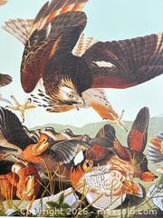MaxSold Auction: Audubon Birds of America collection “Bob White and Red Shoulder Hawk” 19.5 x 27 inches    - Otonabee-South Monaghan (Ontario, Canada) PARTNER MANAGED Reseller Online Auction - Dougall Drive