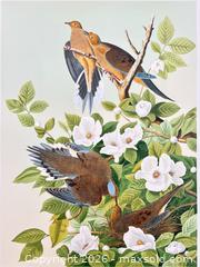 MaxSold Auction: Audubon Birds of America collection “Morning Dove” 19.5 x 27 inches  Amazing colours! - Otonabee-South Monaghan (Ontario, Canada) PARTNER MANAGED Reseller Online Auction - Dougall Drive
