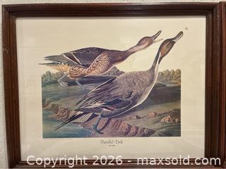 MaxSold Auction: Four Framed Vintage Audubon Duck Prints - San Jose (California, USA) SELLER MANAGED Downsizing Online Auction - Elm Street (CONDO)