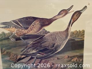 MaxSold Auction: Four Framed Vintage Audubon Duck Prints - San Jose (California, USA) SELLER MANAGED Downsizing Online Auction - Elm Street (CONDO)