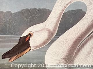 MaxSold Auction: Audubon Lithographs, Swan, Goose, and Cowpen Bird - Douglas (Massachusetts, USA) PARTNER MANAGED Estate Sale Online Auction - South West Main Street
