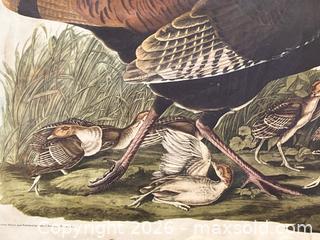 MaxSold Auction: Audubon Wild Turkey Lithograph - Douglas (Massachusetts, USA) PARTNER MANAGED Estate Sale Online Auction - South West Main Street