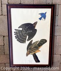 MaxSold Auction: Double Elephant Folio-sized Audubon "Stanley Hawk" Lithograph - Douglas (Massachusetts, USA) PARTNER MANAGED Estate Sale Online Auction - South West Main Street