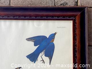 MaxSold Auction: Double Elephant Folio-sized Audubon "Stanley Hawk" Lithograph - Douglas (Massachusetts, USA) PARTNER MANAGED Estate Sale Online Auction - South West Main Street