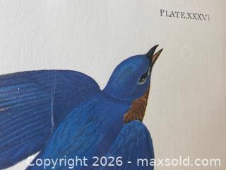 MaxSold Auction: Double Elephant Folio-sized Audubon "Stanley Hawk" Lithograph - Douglas (Massachusetts, USA) PARTNER MANAGED Estate Sale Online Auction - South West Main Street