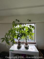 MaxSold Auction: (2 Plants) Money Trees (Pachira Aquatica) - New Westminster (British Columbia, Canada) PARTNER MANAGED Estate Sale Online Auction - Chestnut Street