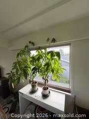 MaxSold Auction: (2 Plants) Money Trees (Pachira Aquatica) - New Westminster (British Columbia, Canada) PARTNER MANAGED Estate Sale Online Auction - Chestnut Street