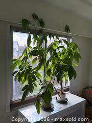 MaxSold Auction: (2 Plants) Money Trees (Pachira Aquatica) - New Westminster (British Columbia, Canada) PARTNER MANAGED Estate Sale Online Auction - Chestnut Street