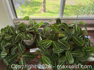 MaxSold Auction: (2 Plants) Prayer Plants (Maranta Leuconeura) - New Westminster (British Columbia, Canada) PARTNER MANAGED Estate Sale Online Auction - Chestnut Street