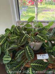 MaxSold Auction: (2 Plants) Prayer Plants (Maranta Leuconeura) - New Westminster (British Columbia, Canada) PARTNER MANAGED Estate Sale Online Auction - Chestnut Street