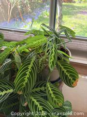 MaxSold Auction: (2 Plants) Prayer Plants (Maranta Leuconeura) - New Westminster (British Columbia, Canada) PARTNER MANAGED Estate Sale Online Auction - Chestnut Street