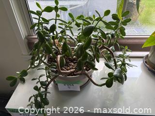 MaxSold Auction: Large Jade Plant (Crassula Ovata) - New Westminster (British Columbia, Canada) PARTNER MANAGED Estate Sale Online Auction - Chestnut Street