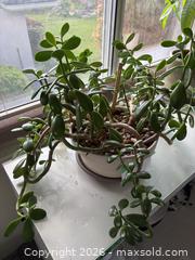 MaxSold Auction: Large Jade Plant (Crassula Ovata) - New Westminster (British Columbia, Canada) PARTNER MANAGED Estate Sale Online Auction - Chestnut Street