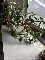 MaxSold Auction: Large Jade Plant (Crassula Ovata) - New Westminster (British Columbia, Canada) PARTNER MANAGED Estate Sale Online Auction - Chestnut Street