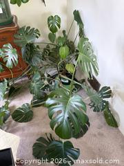 MaxSold Auction: Large Monstera Deliciosa Houseplant - New Westminster (British Columbia, Canada) PARTNER MANAGED Estate Sale Online Auction - Chestnut Street