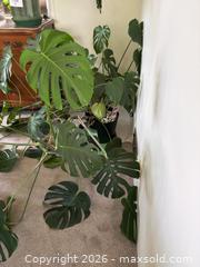 MaxSold Auction: Large Monstera Deliciosa Houseplant - New Westminster (British Columbia, Canada) PARTNER MANAGED Estate Sale Online Auction - Chestnut Street