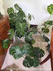 MaxSold Auction: Large Monstera Deliciosa Houseplant - New Westminster (British Columbia, Canada) PARTNER MANAGED Estate Sale Online Auction - Chestnut Street