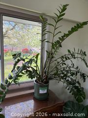 MaxSold Auction: Large ZZ Plant in Ceramic Pot (Zamioculcas Zamiifolia / Zanzibar Gem)  - New Westminster (British Columbia, Canada) PARTNER MANAGED Estate Sale Online Auction - Chestnut Street