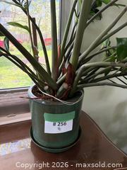 MaxSold Auction: Large ZZ Plant in Ceramic Pot (Zamioculcas Zamiifolia / Zanzibar Gem)  - New Westminster (British Columbia, Canada) PARTNER MANAGED Estate Sale Online Auction - Chestnut Street