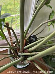 MaxSold Auction: Large ZZ Plant in Ceramic Pot (Zamioculcas Zamiifolia / Zanzibar Gem)  - New Westminster (British Columbia, Canada) PARTNER MANAGED Estate Sale Online Auction - Chestnut Street