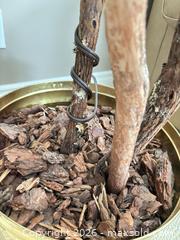 MaxSold Auction: 5-6 ft Variegated Ficus Artificial Tree with Gold Planter - Kitchener (Ontario, Canada) SELLER MANAGED Downsizing Online Auction - Templeton Drive