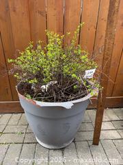 MaxSold Auction: 5 Garden Planters - Welland (Ontario, Canada) SELLER MANAGED Estate Sale Online Auction - East Main Street