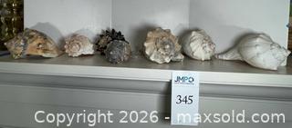 MaxSold Auction: Shell Vibes Only - Los Altos (California, USA) PARTNER MANAGED Estate Sale Online Auction - Almond Avenue